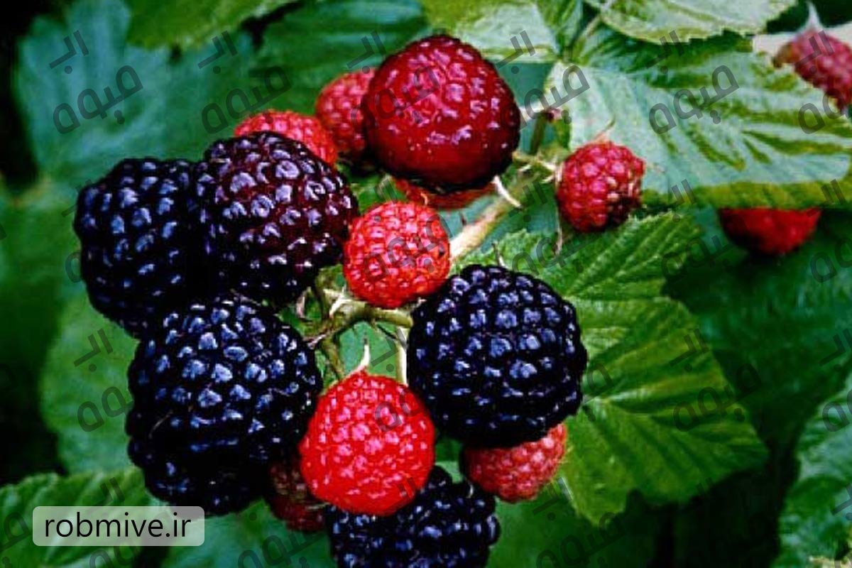 خرید عمده رب تمشک