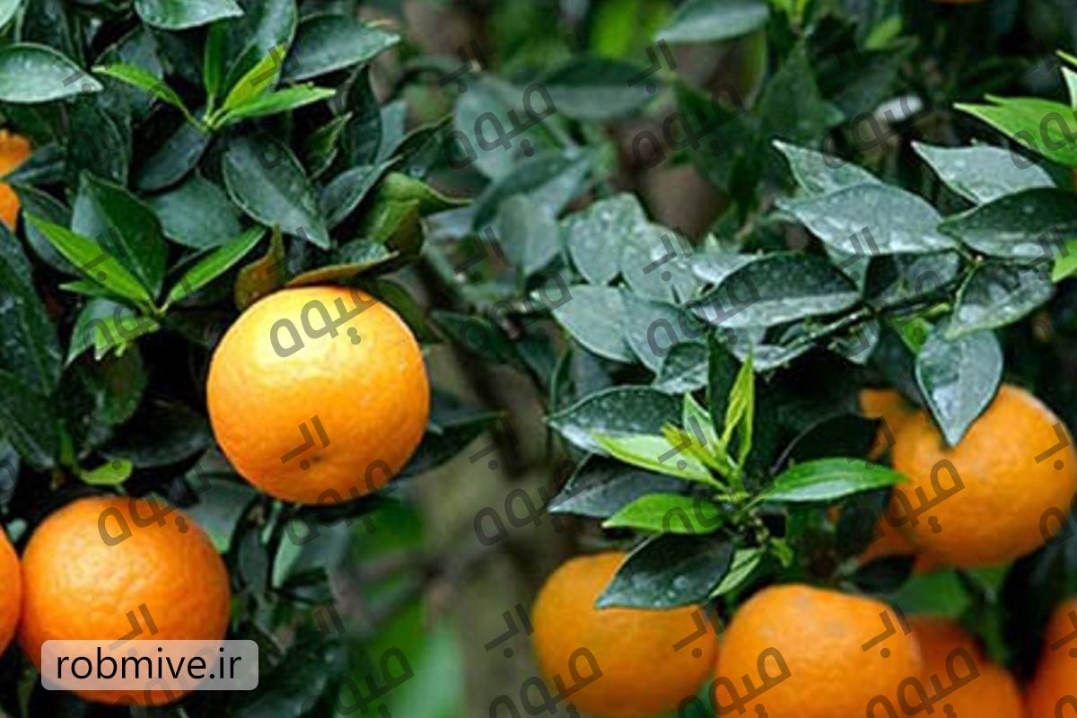 خرید عمده رب نارنج
