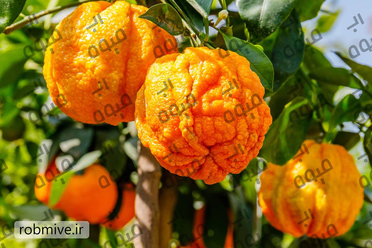 خرید رب نارنج طبیعی