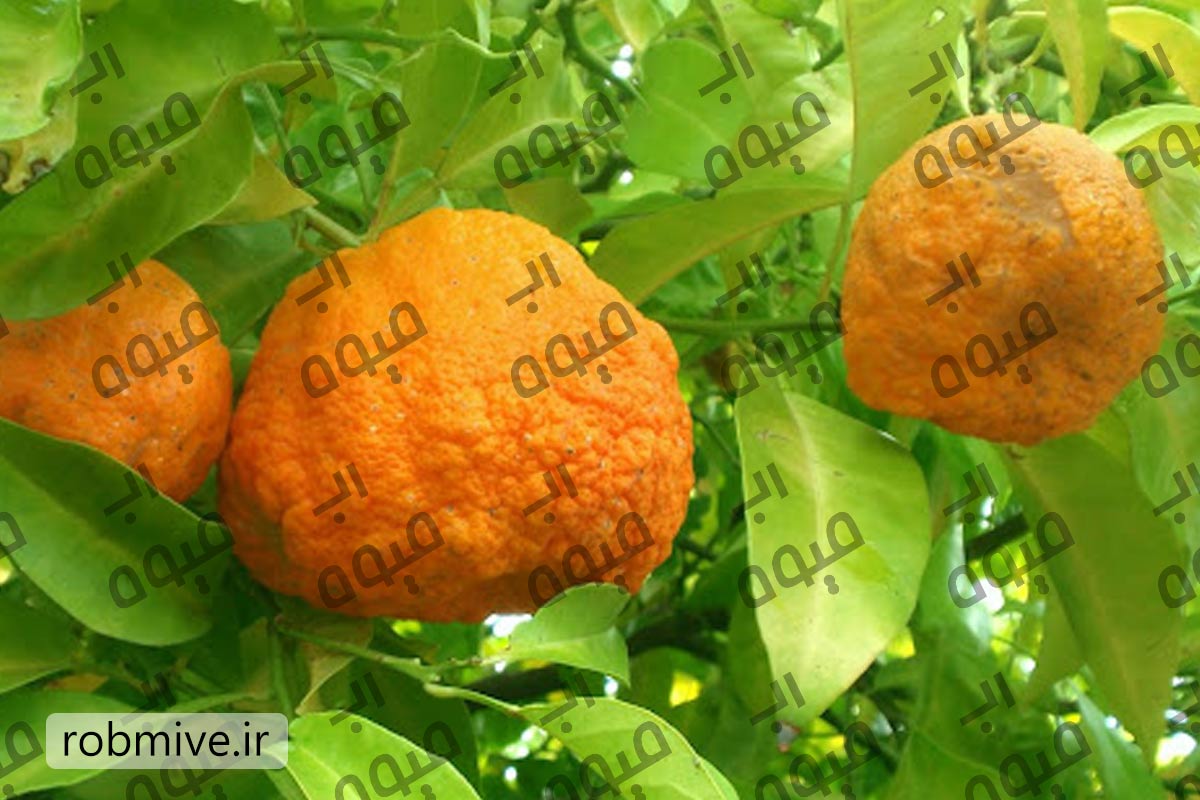 خرید مستقیم رب نارنج