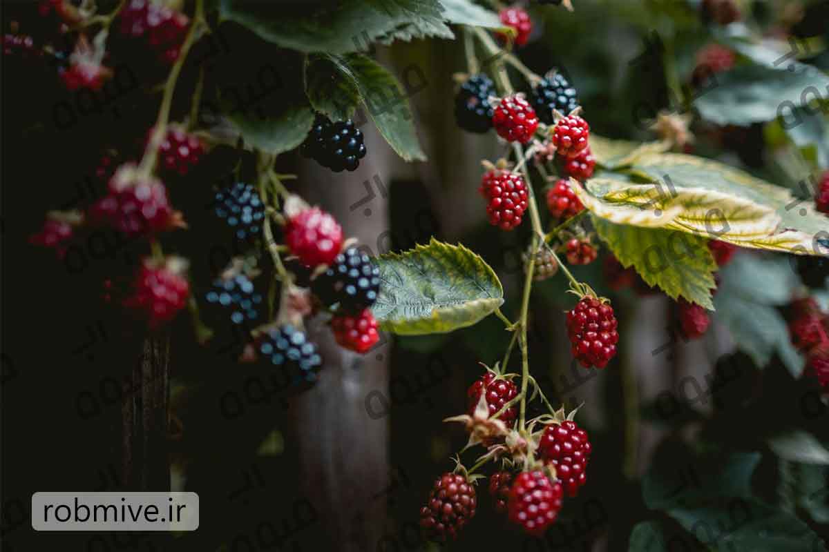 قیمت عمده رب تمشک
