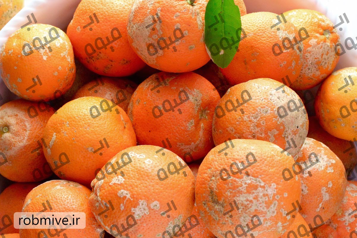 قیمت عمده رب نارنج