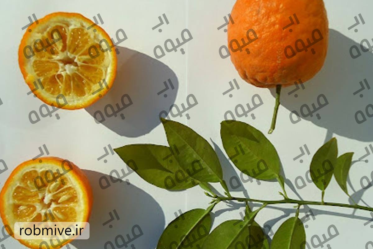 قیمت عمده رب نارنج