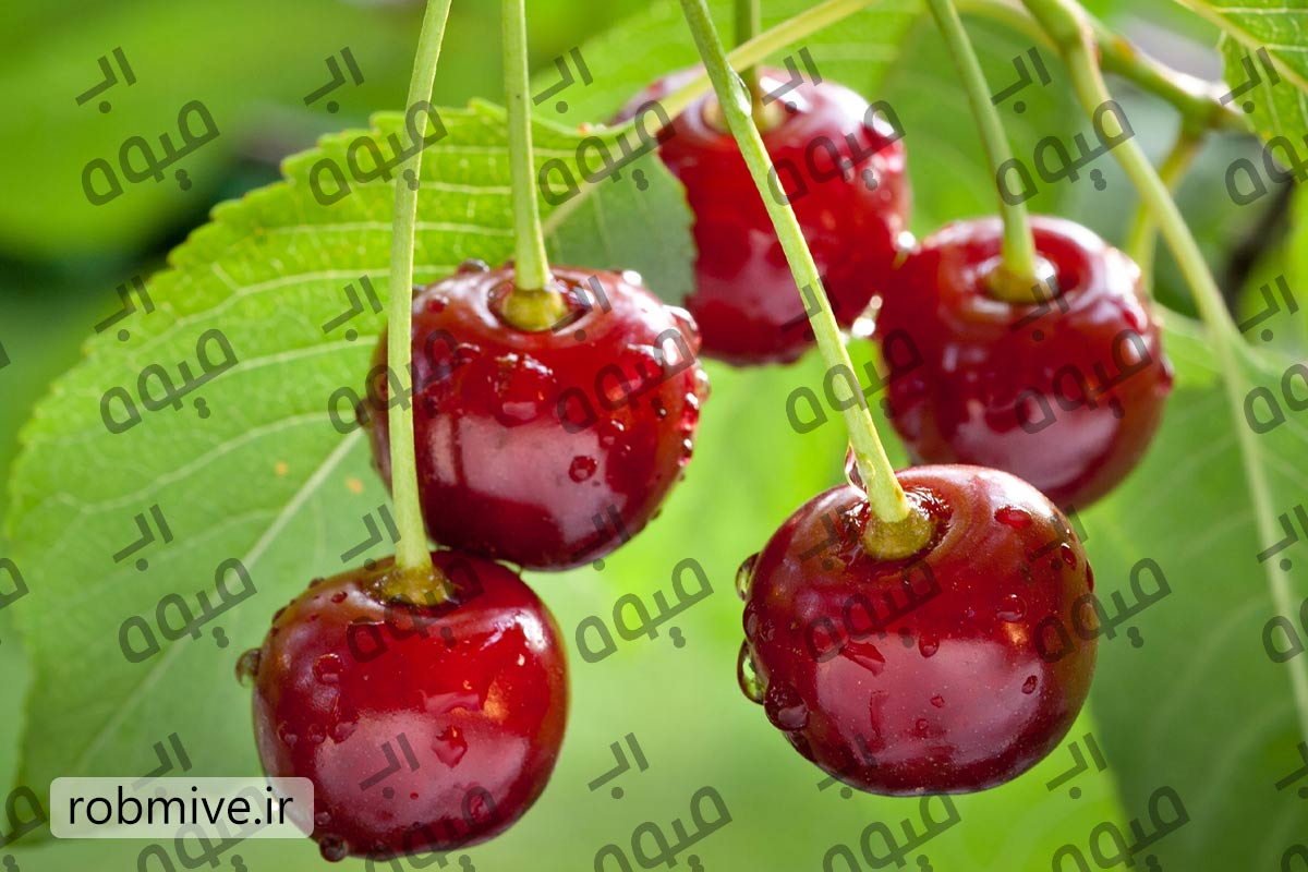 رب آلبالو صادراتی