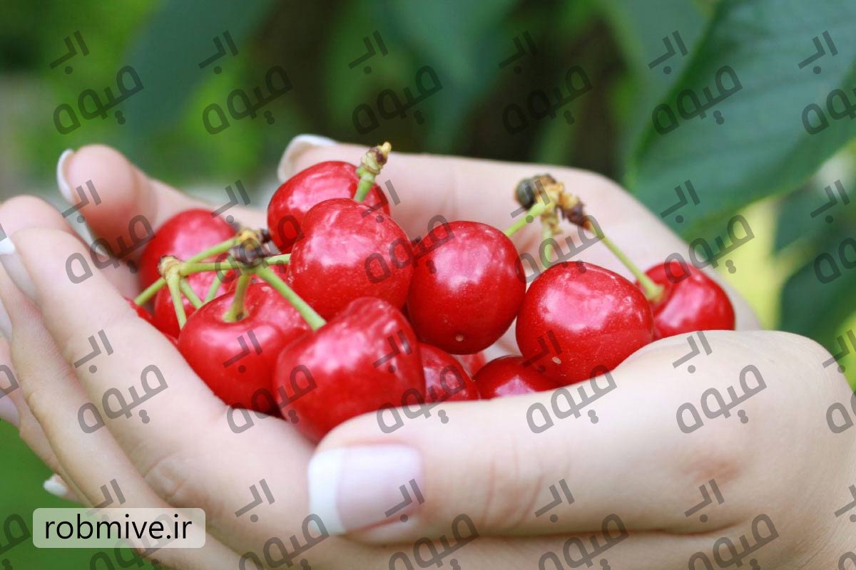 خرید عمده رب آلبالو
