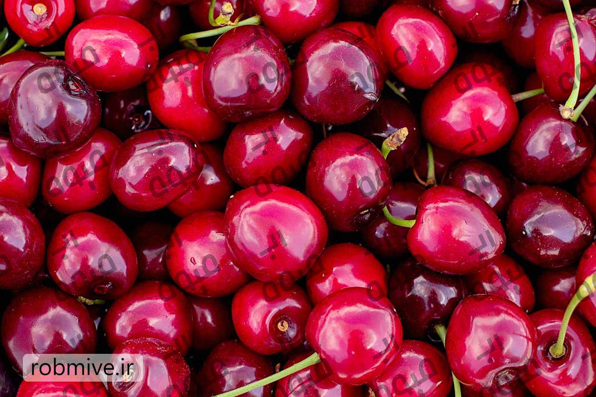 رب آلبالو صادراتی