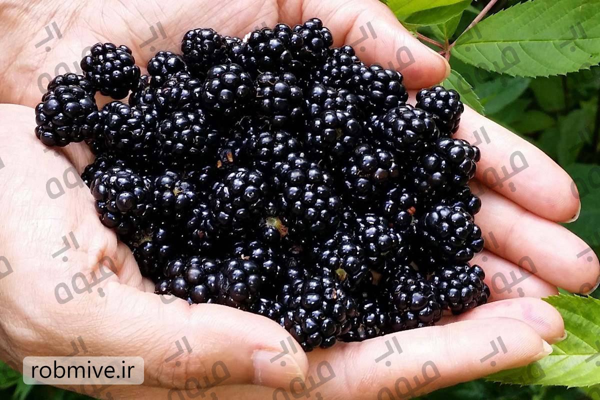 رب تمشک ارگانیک