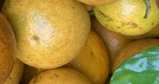 تولید کننده رب نارنج