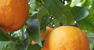 خرید رب نارنج طبیعی