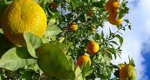 قیمت عمده رب نارنج