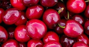 رب آلبالو صادراتی