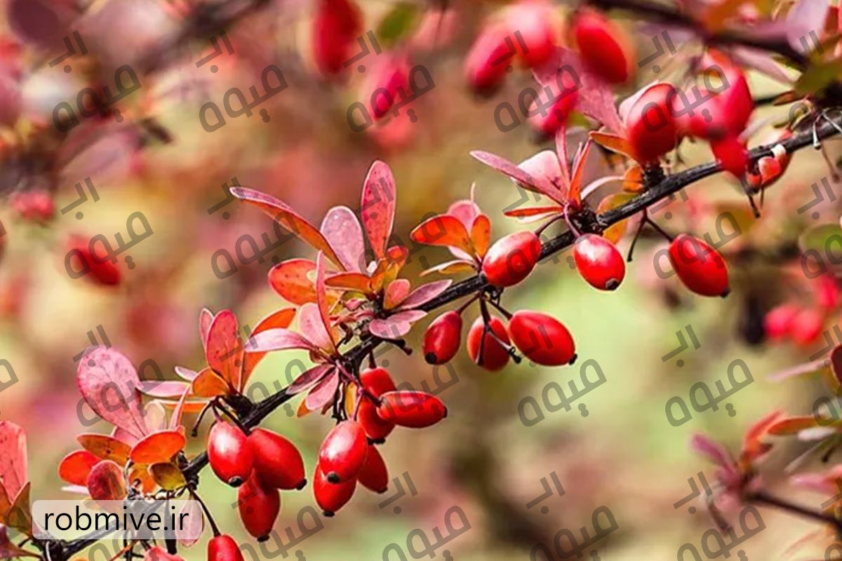 قیمت رب زرشک عمده